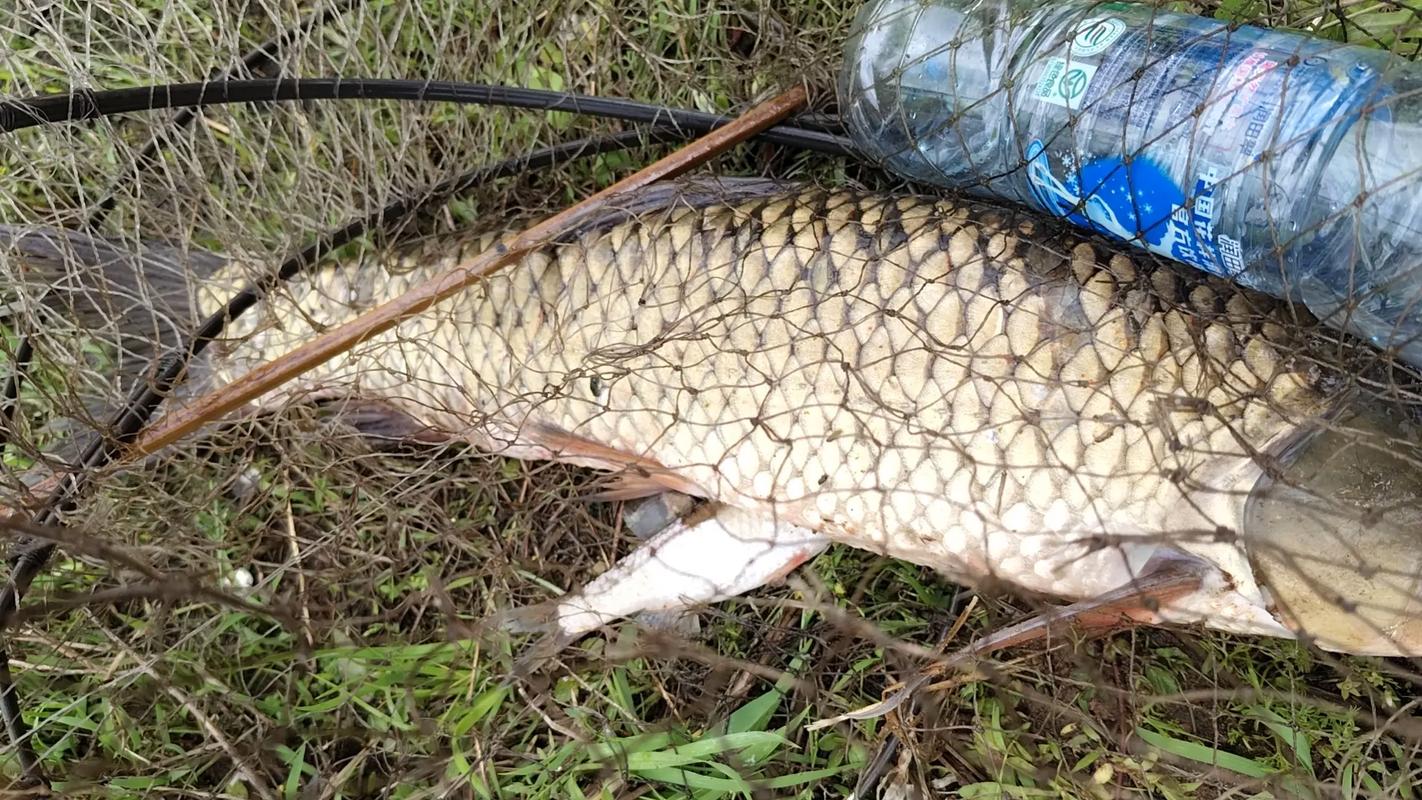草魚餌料系數是多少_養草魚最佳餌料_草魚天然植物餌料選擇