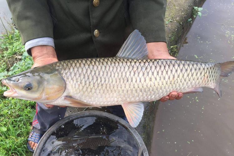 草魚飼料最佳配比_草魚餌料系數是多少_草魚餌料配方