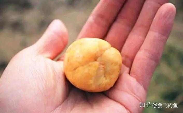 玉米面釣魚餌料_玉米面白面如何釣魚_白面釣魚餌料