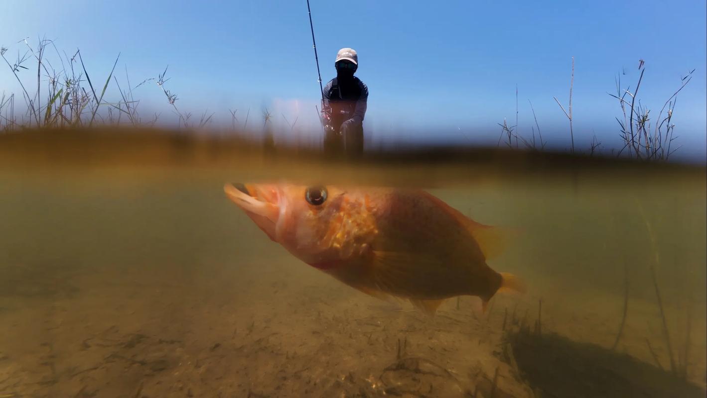 拋竿怎么拋_拋竿怎么拋_拋竿怎么拋