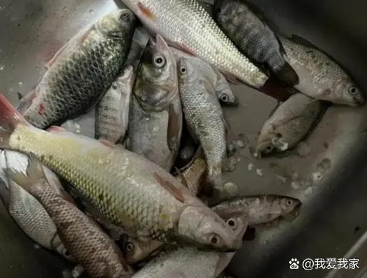 下雪釣魚_冬季釣魚四不釣_冬季釣魚降雪不釣