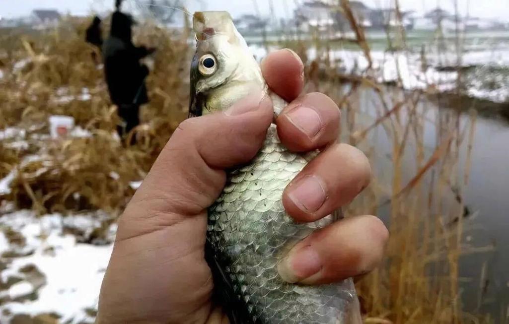 下雪天釣魚，記住這兩招好上魚