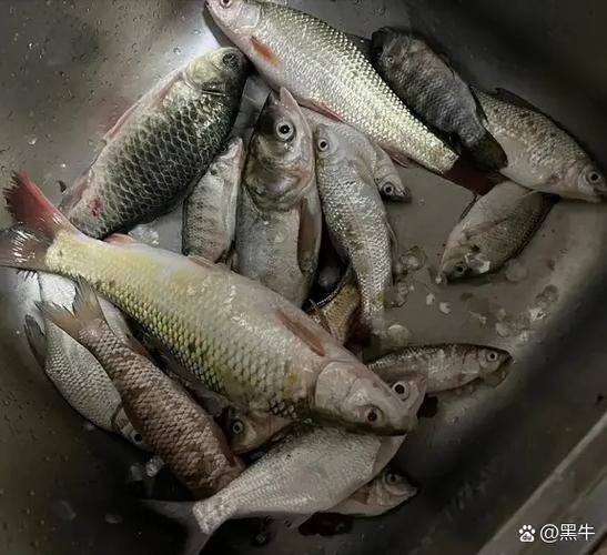 下雪天釣魚技巧_下雪釣魚_雪前不釣邊經驗