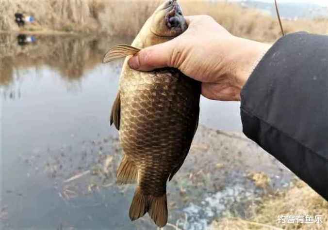 肥水釣位選擇技巧_春季釣肥水經驗_肥水魚塘釣魚技巧