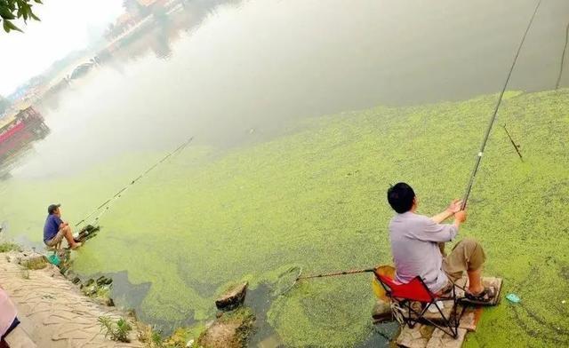 肥水魚塘釣魚技巧_春季釣肥水經驗_肥水釣位選擇技巧
