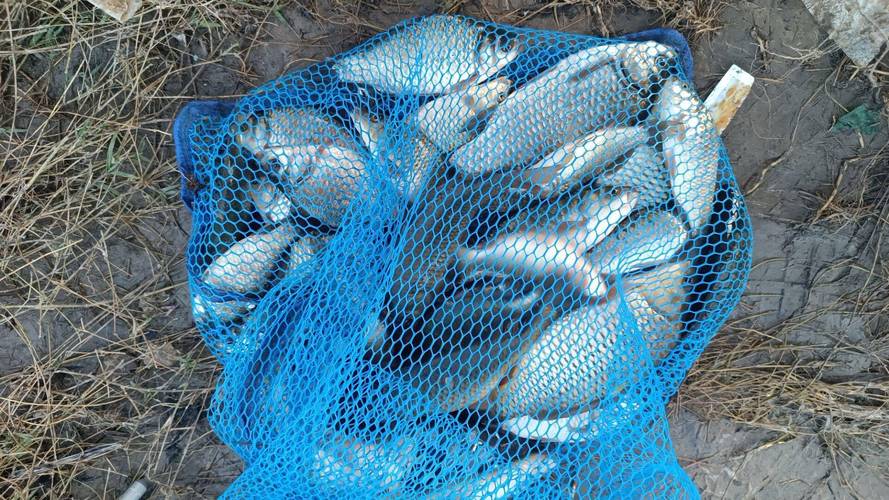 海口釣魚船家電話_武漢海口閘釣魚_陽新海口閘釣魚