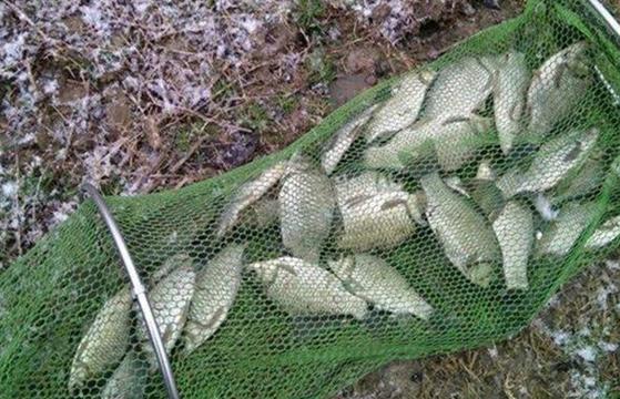 野釣鯽魚技巧_野釣鯽魚釣位選擇_野釣大鯽魚的好方法