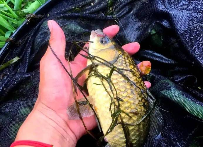 野釣鯽魚技巧_野釣大鯽魚的好方法_野釣鯽魚釣位選擇