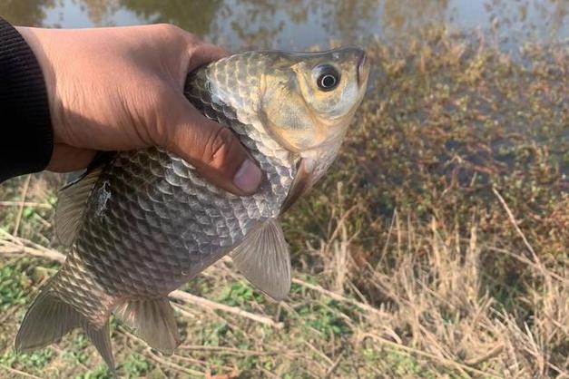 野釣鯽魚技巧_野釣大鯽魚的好方法_野釣鯽魚釣位選擇