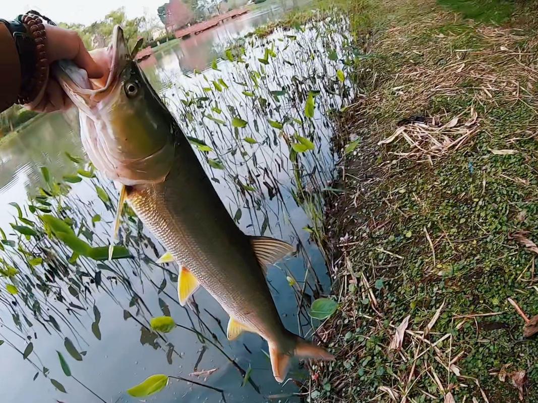 10克亮片釣多大翹嘴_路亞釣法 亮片種類 亮片選擇