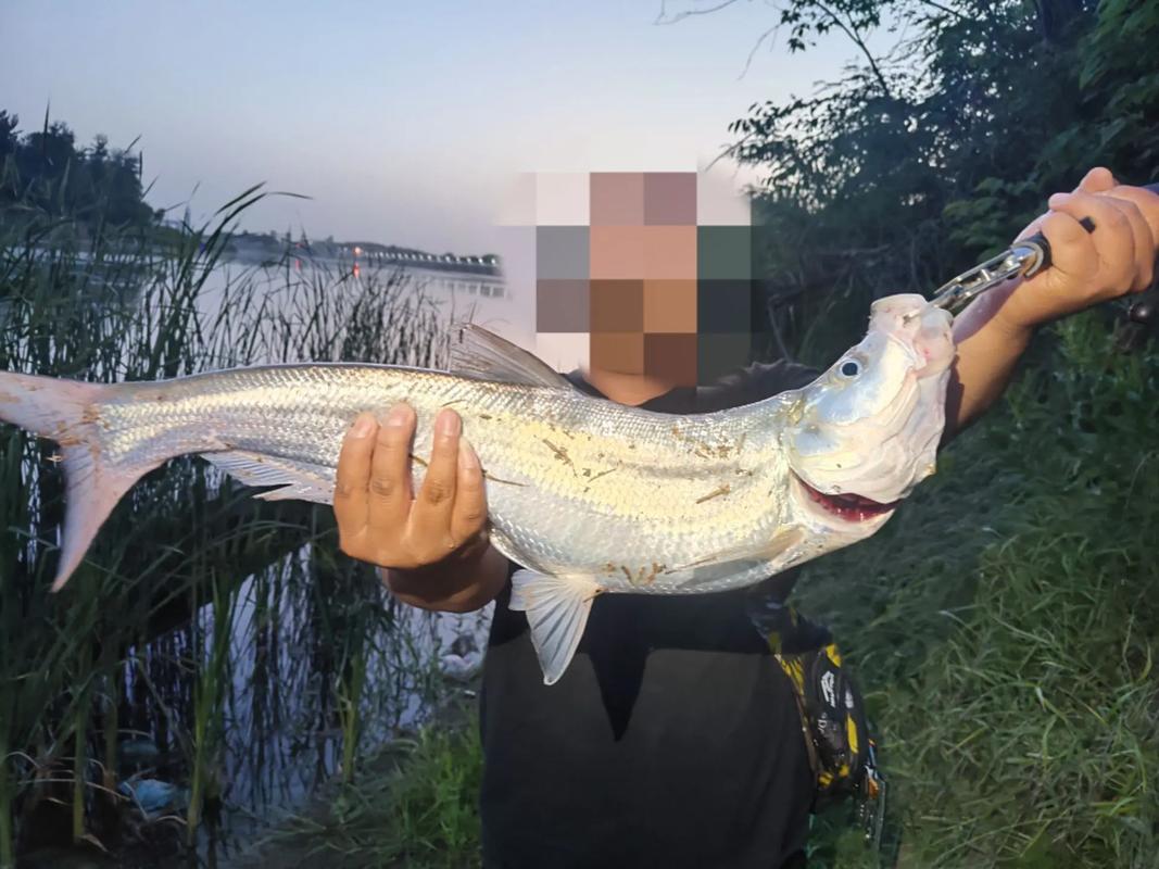 10克亮片釣多大翹嘴_路亞釣法 亮片種類 亮片選擇