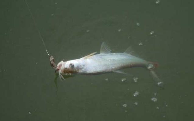 路亞釣法 亮片種類 亮片選擇_10克亮片釣多大翹嘴