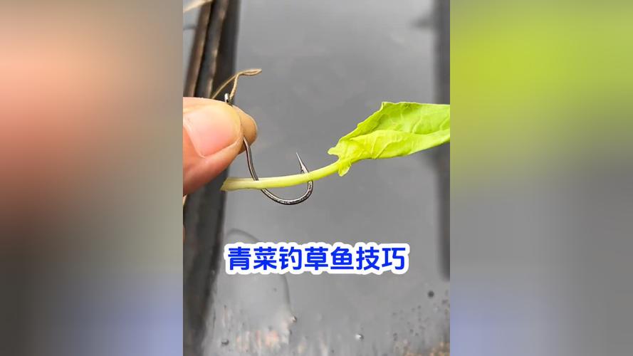 草魚垂釣技巧_釣魚視頻 手桿釣魚技巧大全_草魚習性及釣位選擇