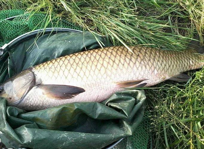 野釣草魚技巧_草魚釣魚技巧_草魚技巧野釣視頻