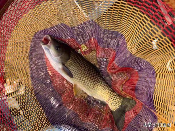 草魚技巧野釣視頻_草魚釣魚技巧_野釣草魚技巧