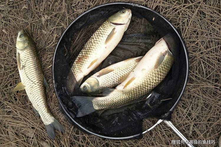 餌料狀態干散霧化_黑坑釣草魚用什么餌料好一點_黑坑釣魚技巧