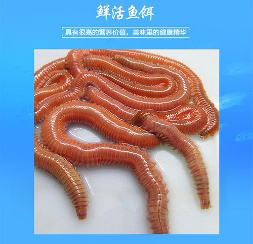 沙蠶干釣魚_沙蠶釣鱸魚方法_沙蠶種類用途