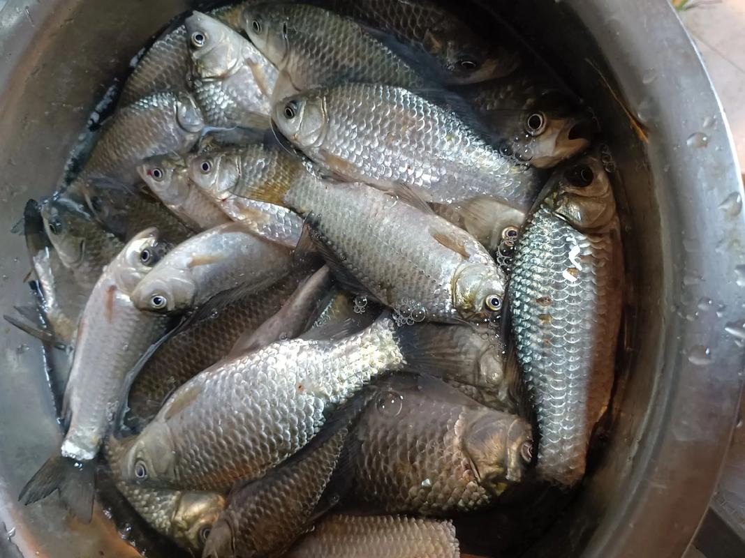 新冠能吃魚嗎_新冠病毒期間草魚能吃嗎_新冠期間魚能吃嗎