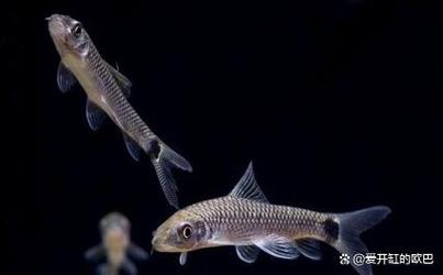 北京觀賞魚之家_觀賞魚挑選技巧_水族箱購買注意事項