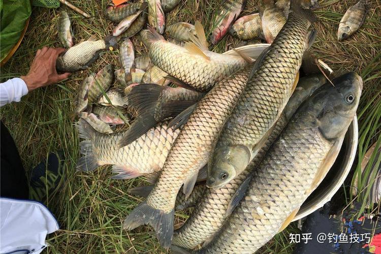 魚塘釣草魚用什么餌最好用_草魚常用餌料推薦_釣草魚餌料配方