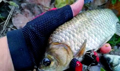春釣鯽魚窩料配方_四季鯽魚窩料最佳配方_紅糖蚯蚓粉麥麩丁香酒