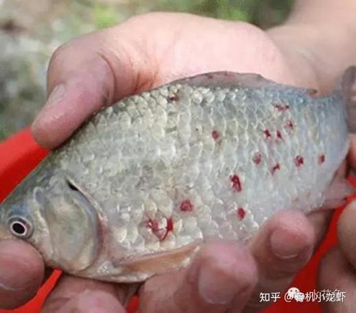 貝蒂寄生蟲_魚嘴寄生蟲_貝蒂寄生蟲