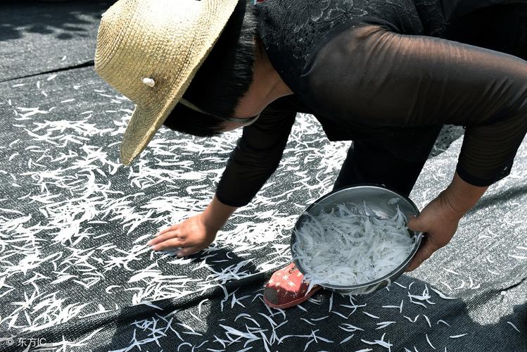 軟黃金魚生成條件_軟黃金魚是什么魚_被稱為軟黃金的魚