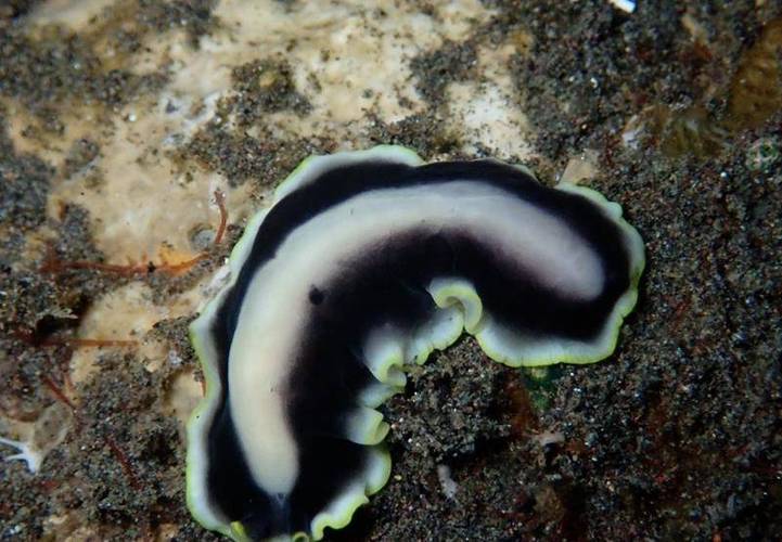 貝蒂寄生蟲_貝蒂寄生蟲 海鯛 外星寄生蟲