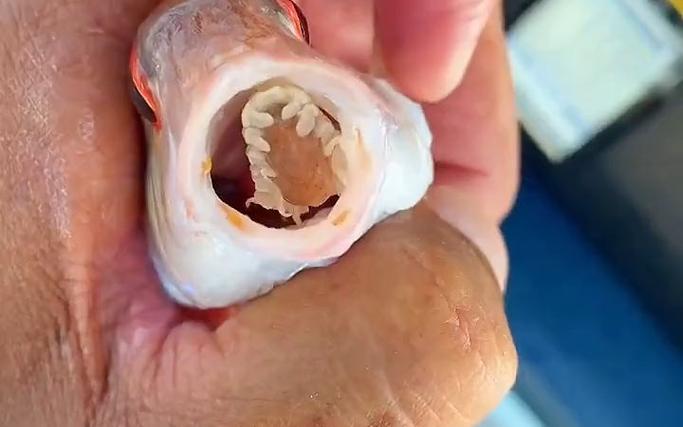 貝蒂寄生蟲 海鯛 外星寄生蟲_貝蒂寄生蟲