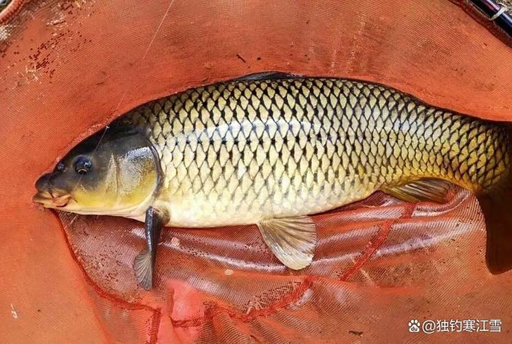 四月釣魚釣深水還是淺水_夏季釣魚釣深還是淺_夏季釣魚選擇釣深釣淺的技巧