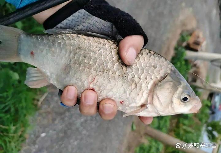 四月釣魚釣深水還是淺水_夏季釣魚選擇釣深釣淺的技巧_夏季釣魚釣深還是淺