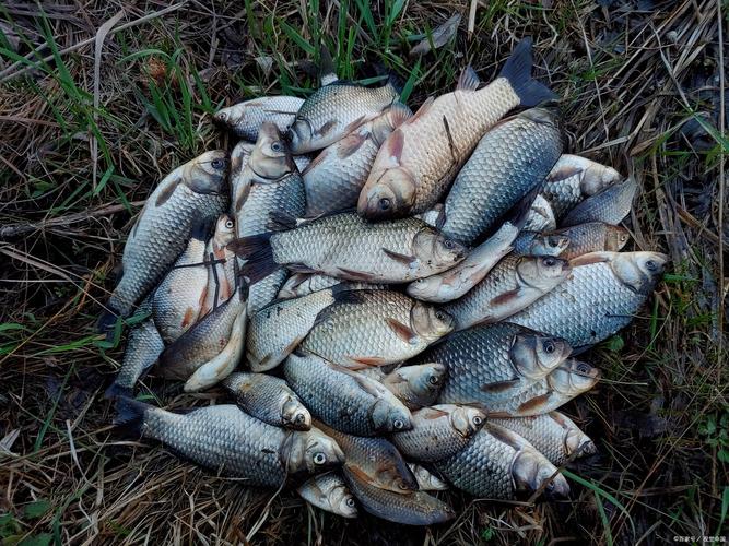 二月釣魚技巧_釣深釣淺策略_四月釣魚釣深水還是淺水
