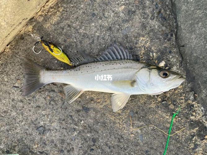 釣海鱸魚最佳季節_海鱸釣法_海鱸魚潮汐時間選擇