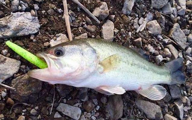 海鱸釣法_釣海鱸魚最佳季節_海鱸魚潮汐時間選擇