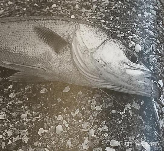 海鱸魚潮汐時間選擇_釣海鱸魚最佳季節_海鱸釣法