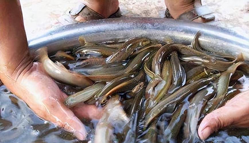 釣草魚用什么餌_釣草魚伊勢尼鉤_水庫釣草魚用什么餌料最好