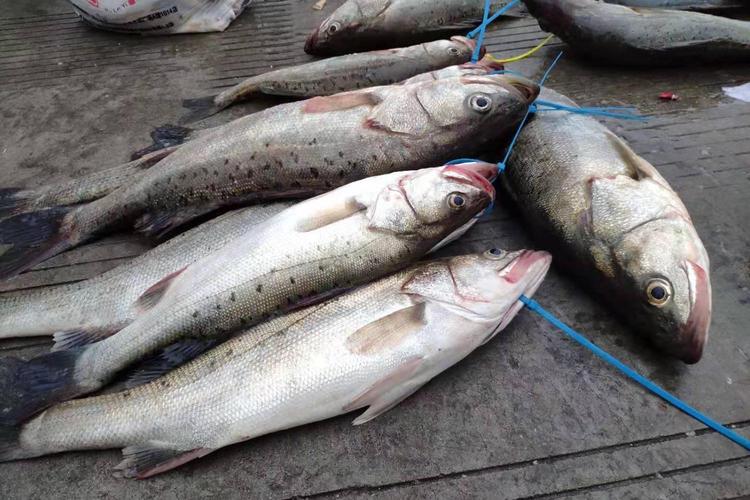 釣鱸魚技巧_鱸魚秋季釣法_海鱸釣法