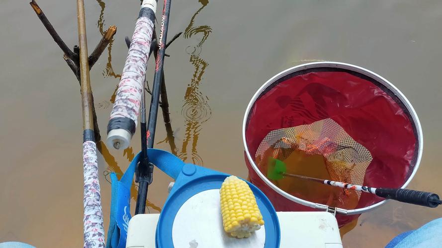 這個季節釣草魚用什么餌料最好_釣草魚水層選擇_草魚不同季節餌料搭配
