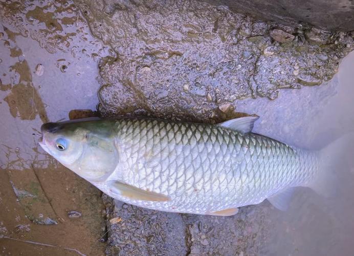 池塘釣草魚用什么餌料最好_春季水庫釣魚餌料配方_春季水庫釣魚餌料種類