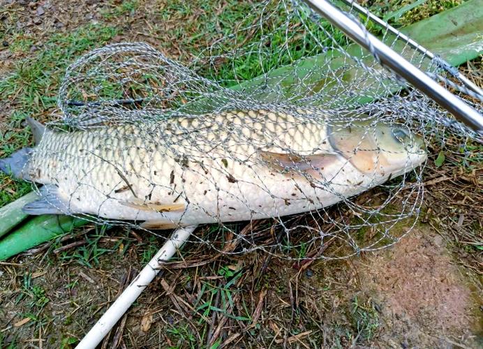 春季水庫釣魚餌料種類_池塘釣草魚用什么餌料最好_春季水庫釣魚餌料配方