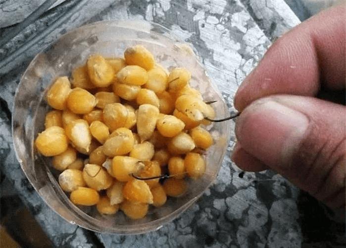 野釣自制老玉米釣草魚_自制泡發玉米釣餌配方_新鮮玉米泡發技巧