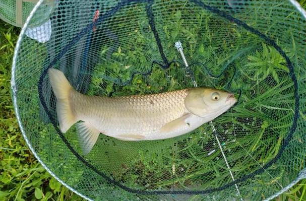 釣草魚窩料配方_自制發酵玉米窩料_野釣自制老玉米釣草魚