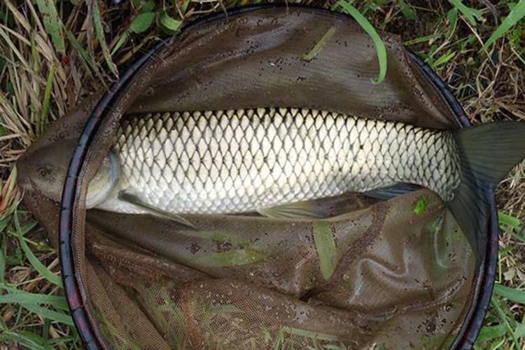 野釣自制老玉米釣草魚_釣草魚窩料配方_自制發酵玉米窩料
