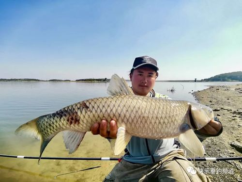 釣草魚窩料配方_自制發酵玉米窩料_野釣自制老玉米釣草魚