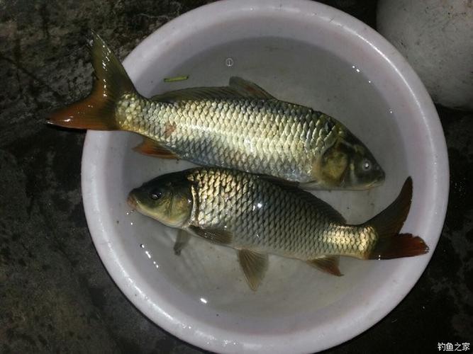 夜釣草魚玉米餌料效果_冬季釣草魚用什么餌料更加好_夜釣草魚用什么餌料好