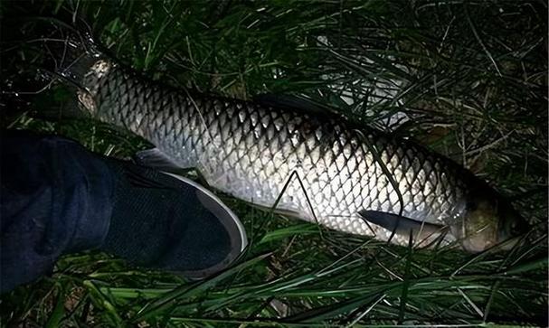 冬季釣草魚用什么餌料更加好_夜釣草魚玉米餌料效果_夜釣草魚用什么餌料好