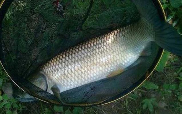夜釣草魚玉米餌料效果_冬季釣草魚用什么餌料更加好_夜釣草魚用什么餌料好