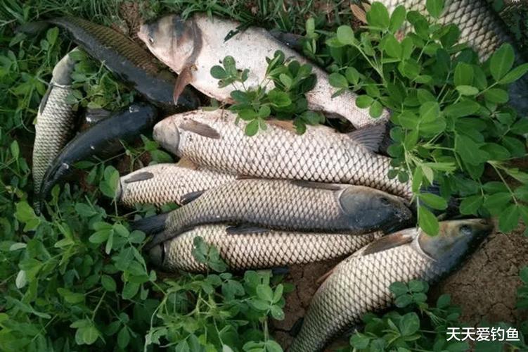 冬季釣草魚用什么餌料更加好_草魚餌料配方_釣大草魚技巧