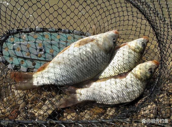 春季釣鯽魚黃金時段_四月份釣魚什么時間段最好_春季釣鯽魚最佳時間