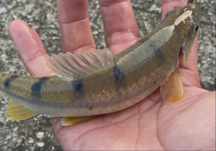 三人同時中魚_釣鯉魚視頻野釣實戰_野釣爆護經歷分享